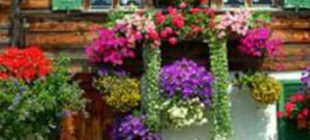 Balkonlarınızı rengarenk çiçek bahçelerine dönüştürün